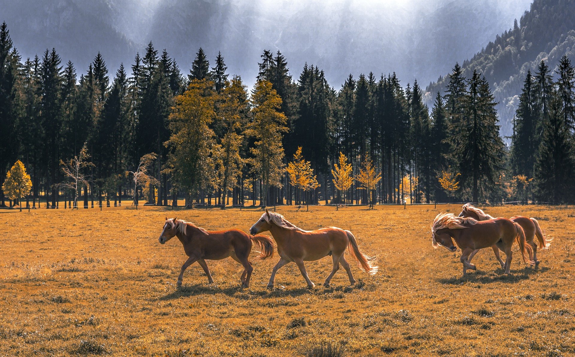 Organisation sociale des chevaux